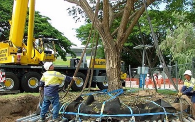 tree replantation