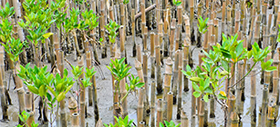 mangrove plantation